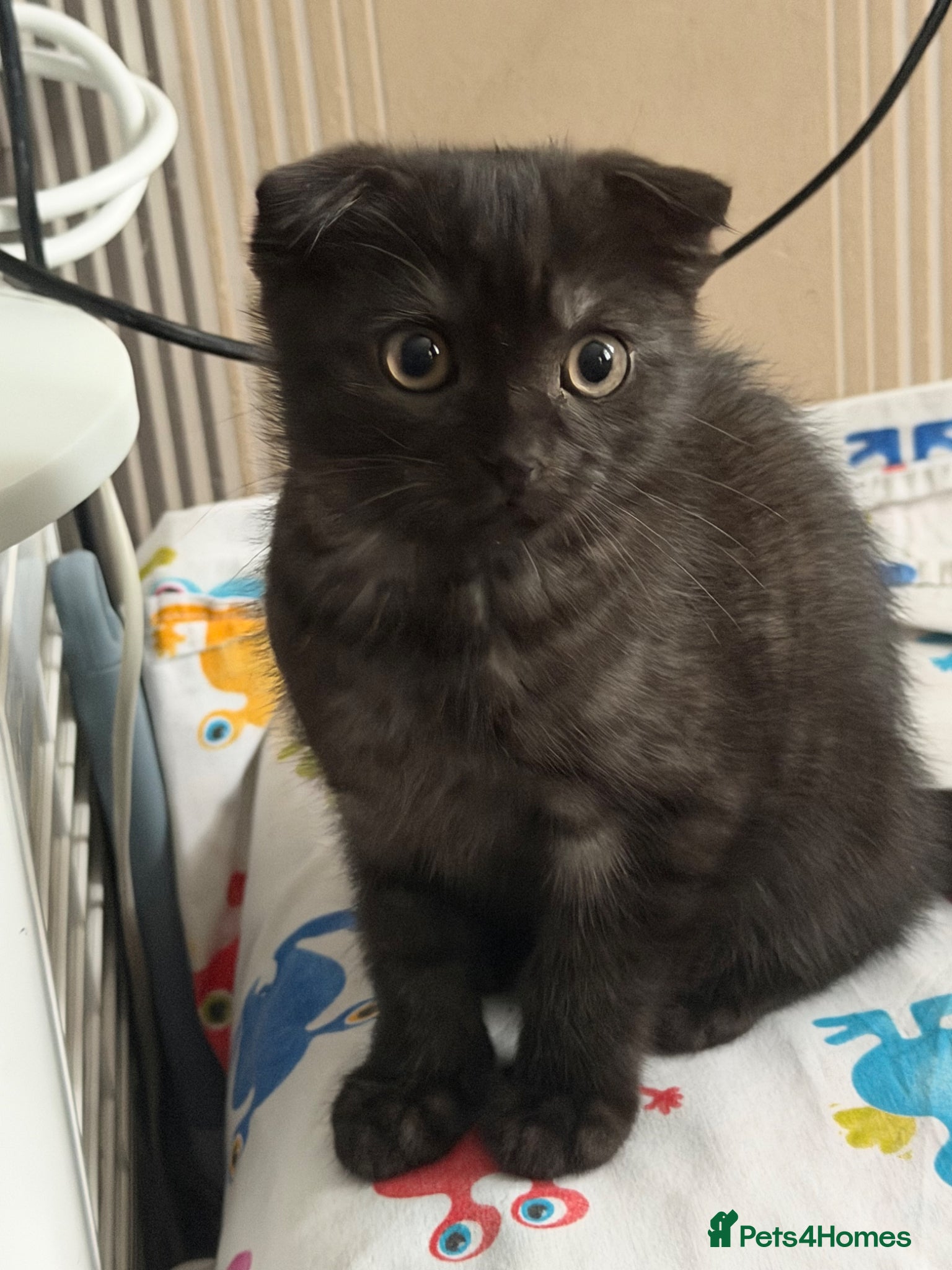 Cosmo💚