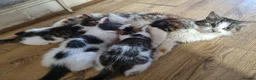 Mixed Breed cats for sale: 3 Kittens Ready to leave in Smethwick - Advert 24