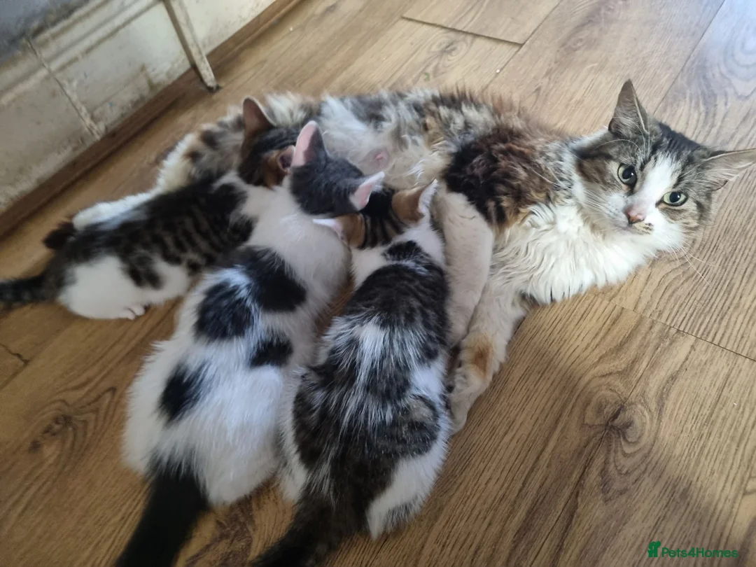 Mixed Breed cats for sale: 3 Kittens Ready to leave in Smethwick - Advert 24