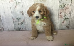 Bordoodle dogs for sale: Adorable & Confident Collie x poodle pups - Image 18