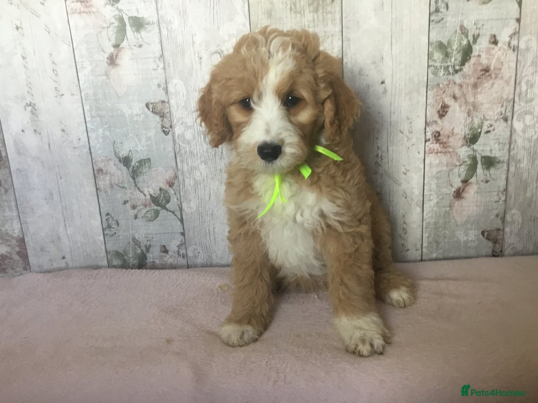 Bordoodle dogs for sale: Adorable & Confident Collie x poodle pups - Image 18