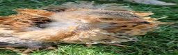 Chickens poultry for sale: Frizzle Brahma chicks  in Whitchurch - Advert 5