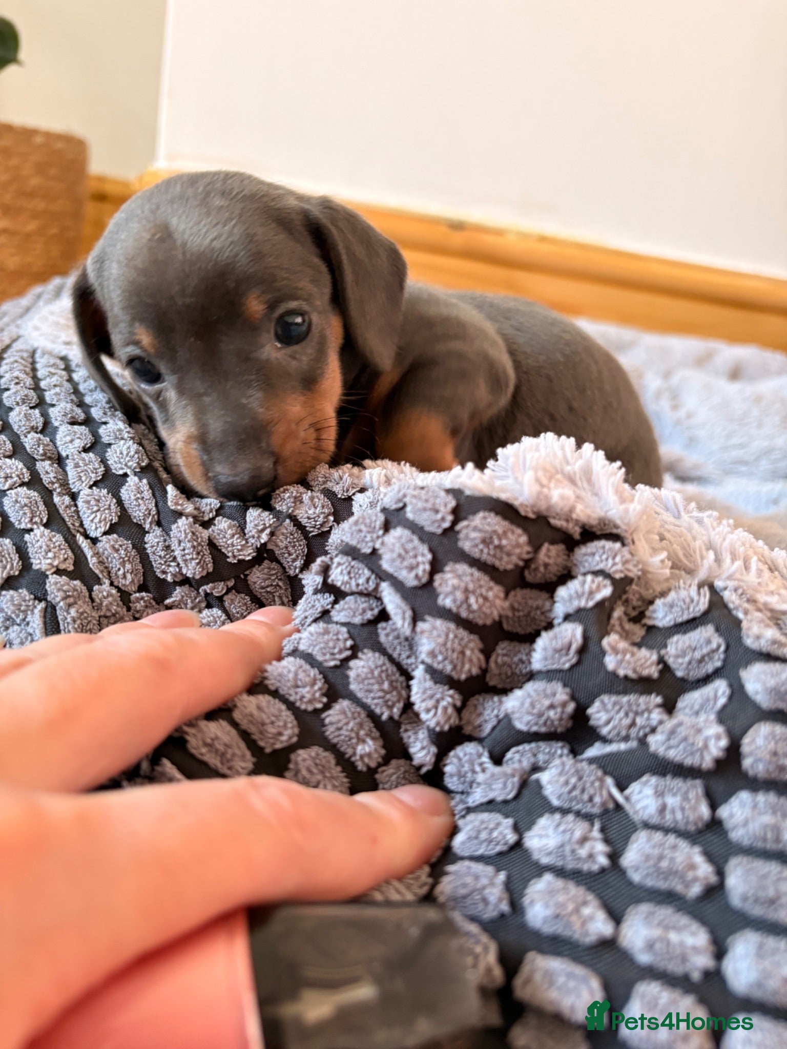 Miniature Dachshund dogs Isabella, Black and Tan, brown miniature dachshund - Advert 3