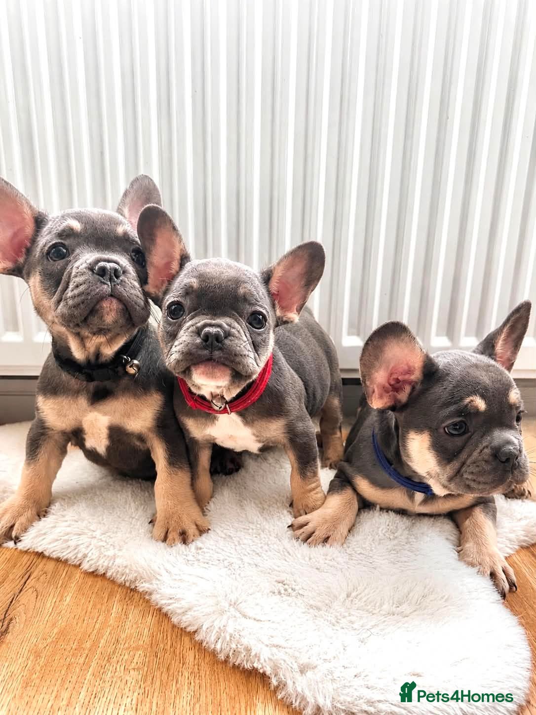 French Bulldog dogs French bulldog Grey Lilac Than  - Advert 2