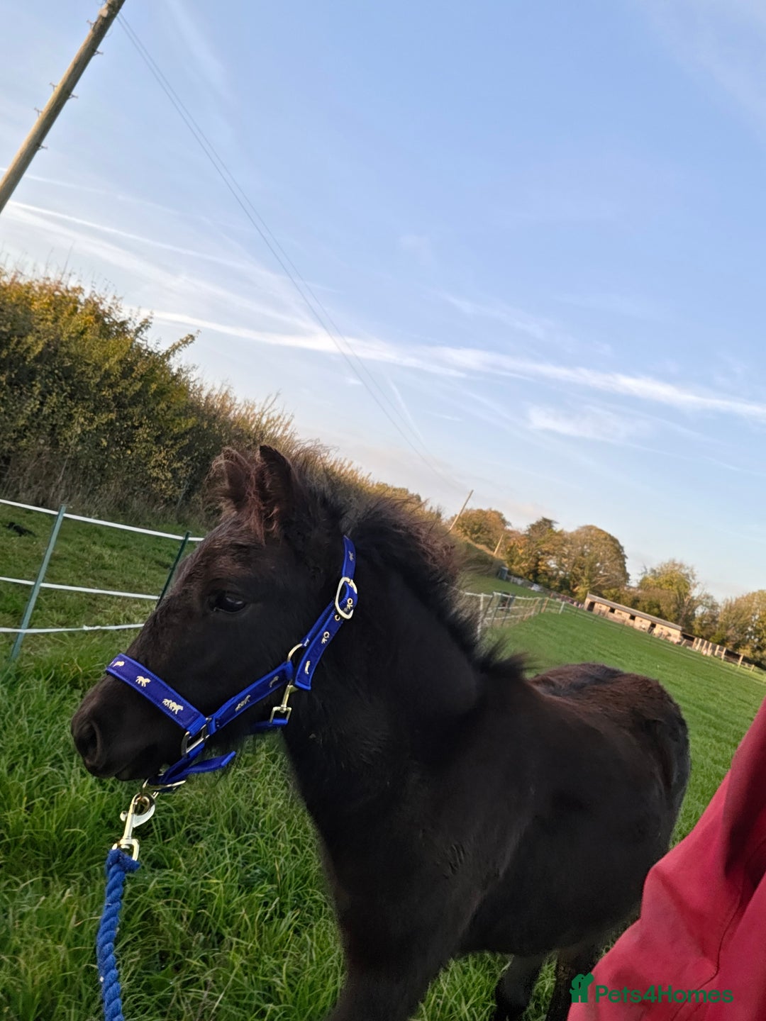 Dartmoor horses for sale: *RODNEY* 6month colt - Advert 2