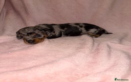 Dachshund dogs for sale: Female Merle and Female Black & Tan Dachshund  - Image 11