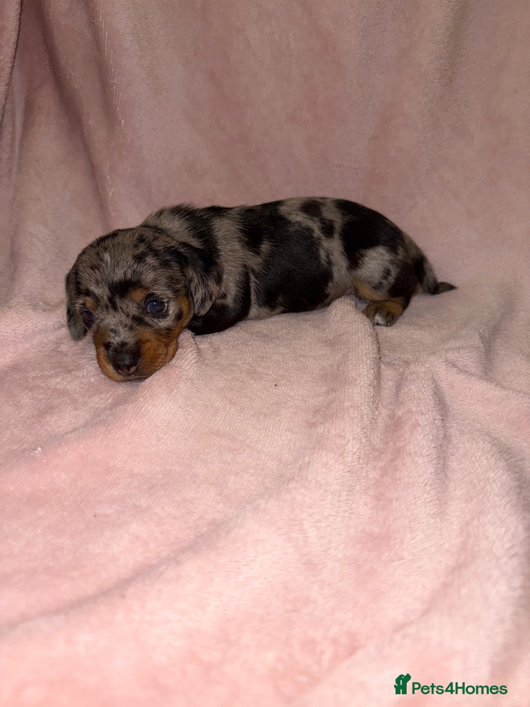 Dachshund dogs for sale: Female Merle and Female Black & Tan Dachshund  - Image 11
