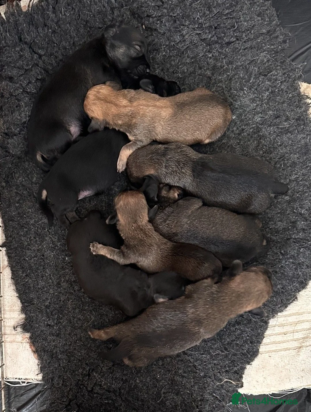 Mixed Breed dogs for sale: dach x chi x shitz pups available 5* homes - Advert 2