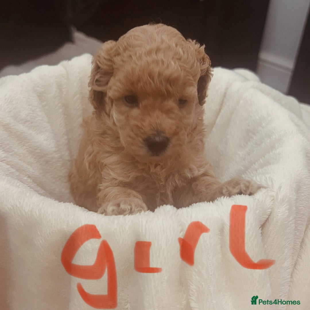 Toy Poodle dogs for sale: Toy poodle puppies - Image 8
