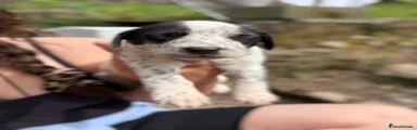 Mixed Breed Puppy 4