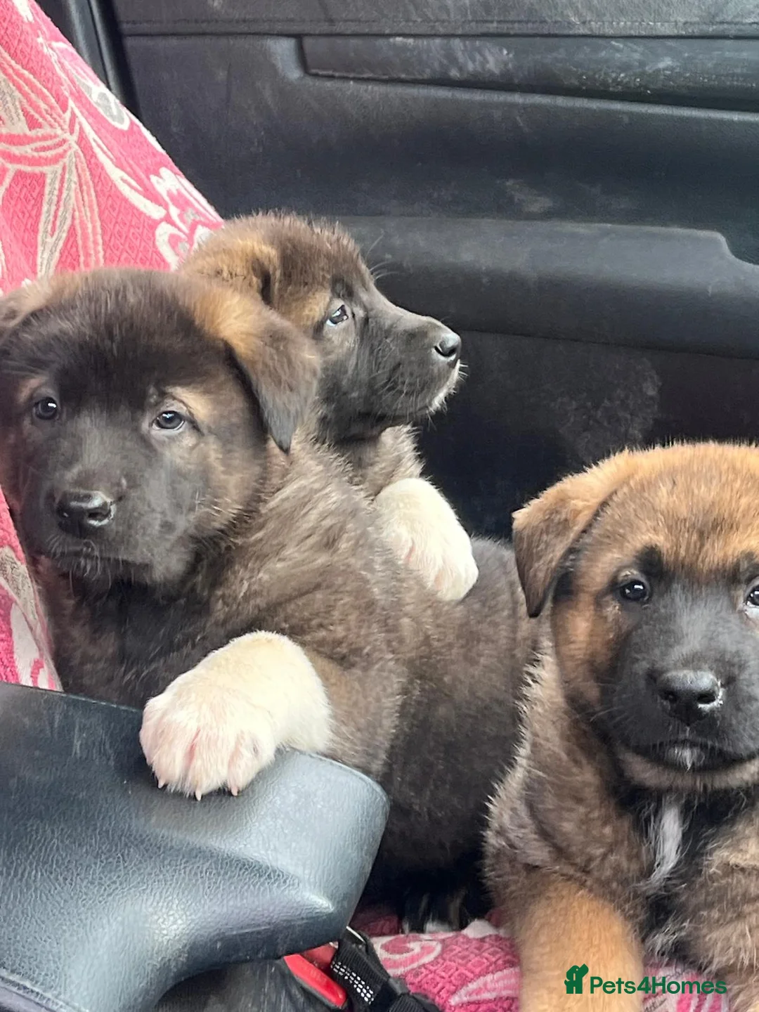 Mixed Breed dogs for sale: German Shepherd / American Akita Cross puppies  in Alton - Advert 4