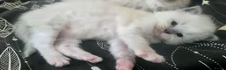 Ragdoll cats for sale: Pure Ragdoll kittens - Advert 10