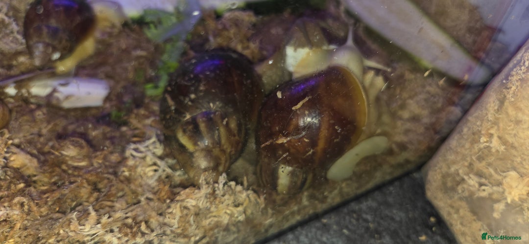Snails invertebrates for sale: Giant African Land Snails, young adults - Image 2