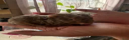 Guinea Pig rodents for sale: 2 baby males and a young boar - Advert 3