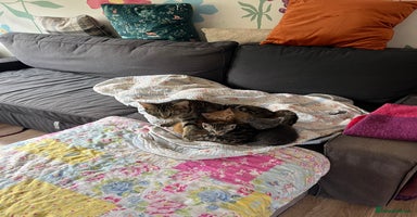 Mixed Breed cats - Advert 12