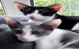 Oriental cats for sale: Ready now! Beautiful oriental mix kittens  - Image 30
