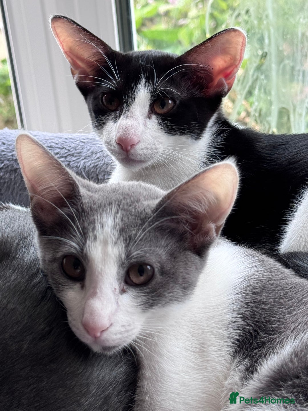 Oriental cats for sale: Ready now! Beautiful oriental mix kittens  - Image 30