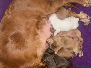 Cocker Spaniel dogs - Advert 3