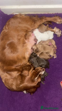 Cocker Spaniel dogs - Advert 1