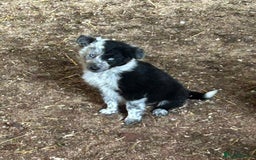 Border Collie dogs for sale: A beautiful mixed litter of border collies  - Image 8