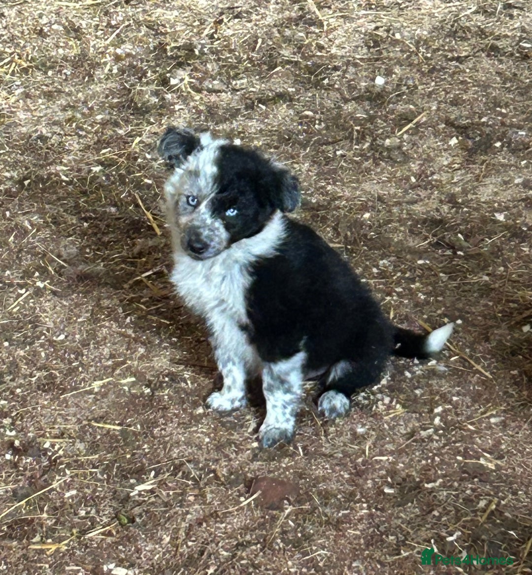Border Collie dogs for sale: A beautiful mixed litter of border collies  - Image 8