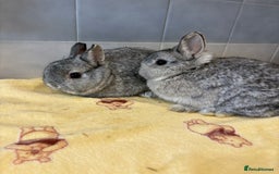 Netherland Dwarf rabbits for sale: Pure Netherland Dwarfs - Advert 2