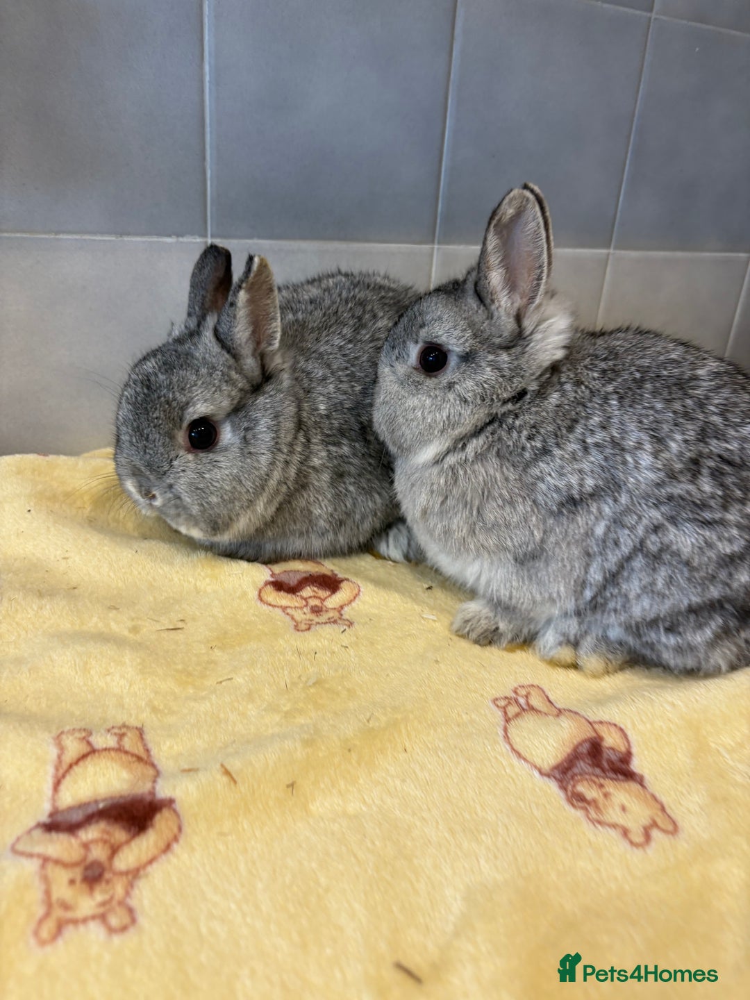 Netherland Dwarf rabbits for sale: Pure Netherland Dwarfs - Advert 2