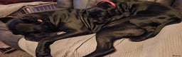 Cane Corso dogs for sale: Cane corso pups - Advert 1