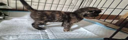 Mixed Breed cats for sale: Three female kittens - Advert 5