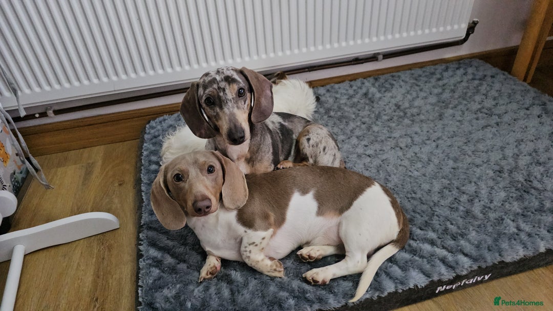 Dachshund dogs for sale: 2 Loving Miniature Dachshunds–Must Stay Together - Image 7