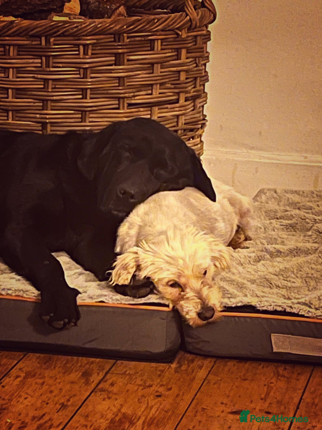 Labrador Retriever dogs for sale: “Betty” black lab - Advert 2