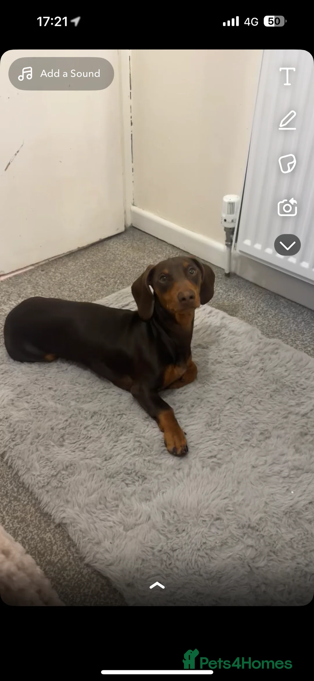 Dachshund dogs for stud: My beautiful bear❤️ - Advert 7