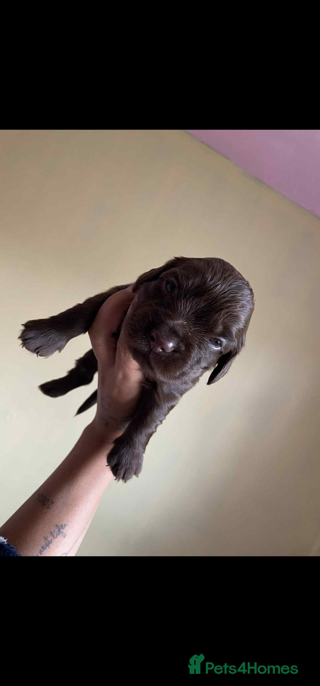 Dachshund dogs for sale: Miniature Dachshund cross pup - Image 5