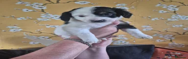 Mixed Breed Puppy 1