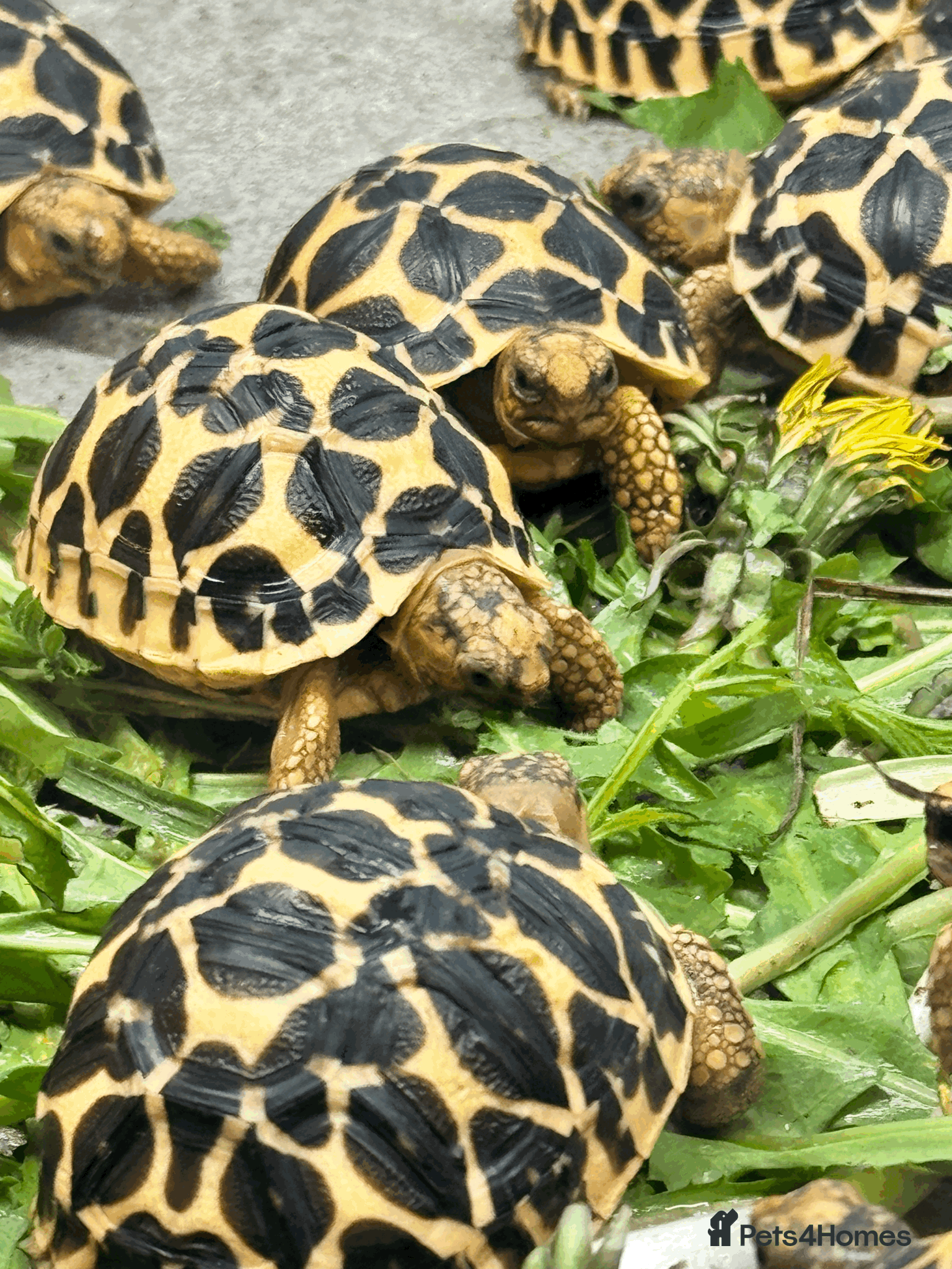 Tortoise reptiles CB26 Indian Star Tortoises for sale - Advert 1