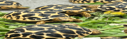 Tortoise reptiles for sale: CB26 Indian Star Tortoises for sale - Advert 1