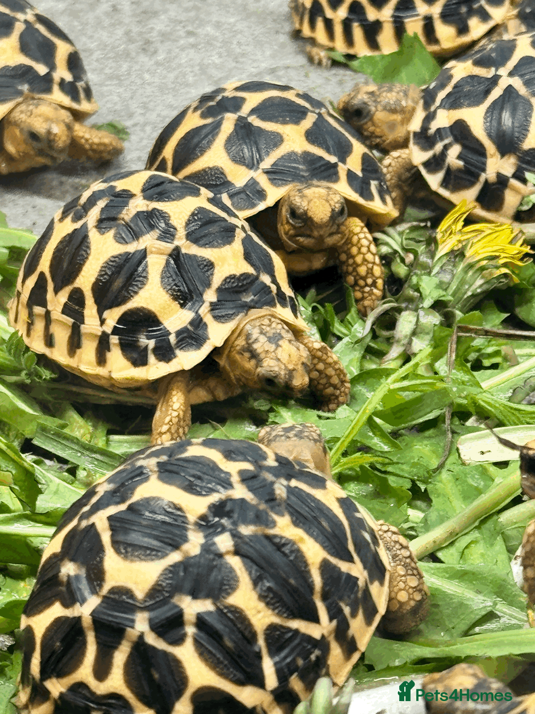 Tortoise reptiles for sale: CB26 Indian Star Tortoises for sale - Advert 1