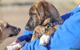 Mixed Breed dogs for adoption: Rosemary - Sweet & Calm - Image 7