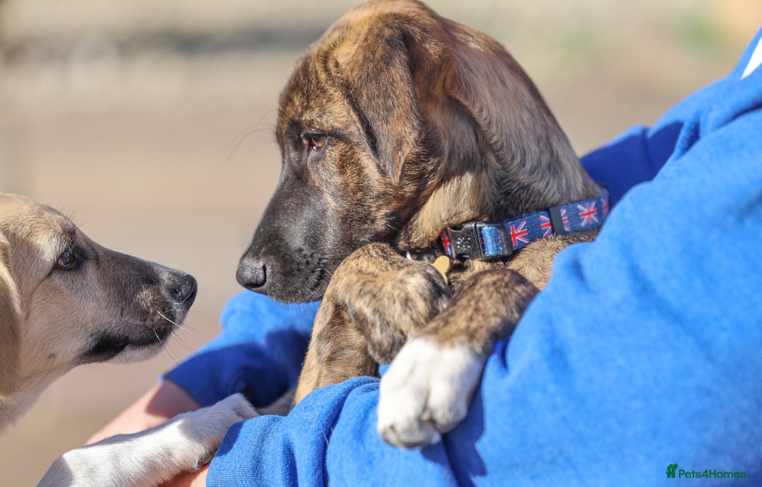 Mixed Breed dogs for adoption: Rosemary - Sweet & Calm - Image 7
