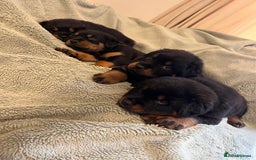 Rottweiler dogs for sale: Rottweiler Puppies  - Image 4