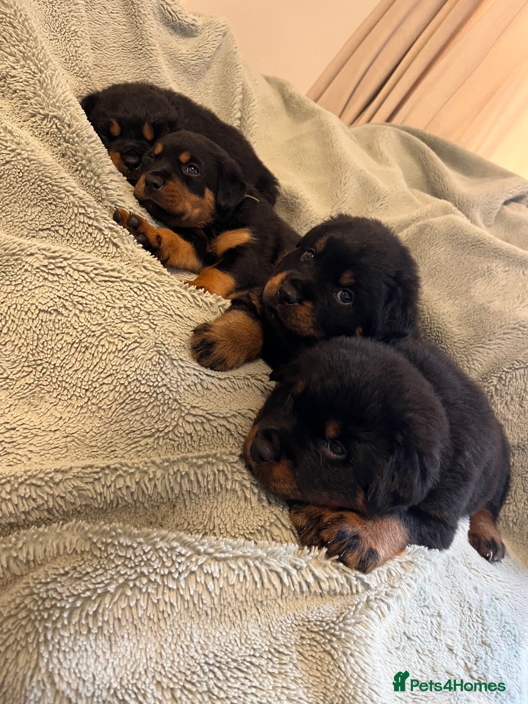 Rottweiler dogs for sale: Rottweiler Puppies  - Image 4