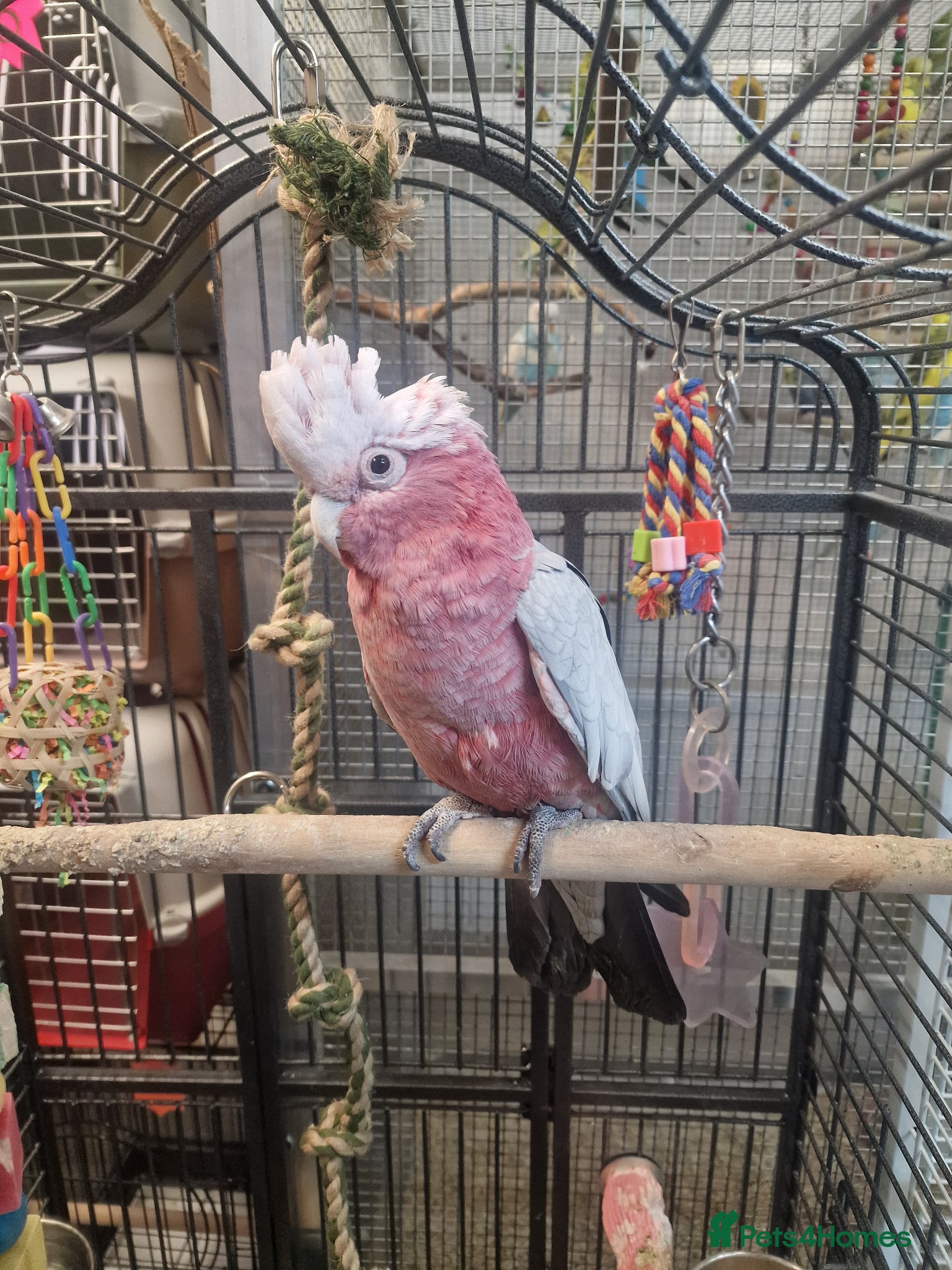 Parrots birds Amazons/Parrots/Parakeets available  - Advert 1