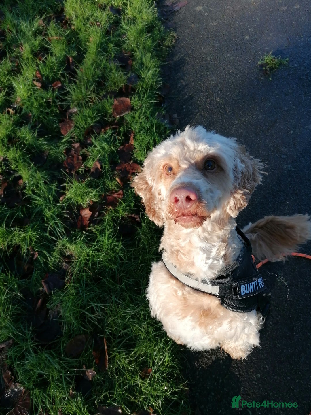 Cockapoo dogs for adoption: 💙🐶 BOBBY 🐶💙 - Advert 25