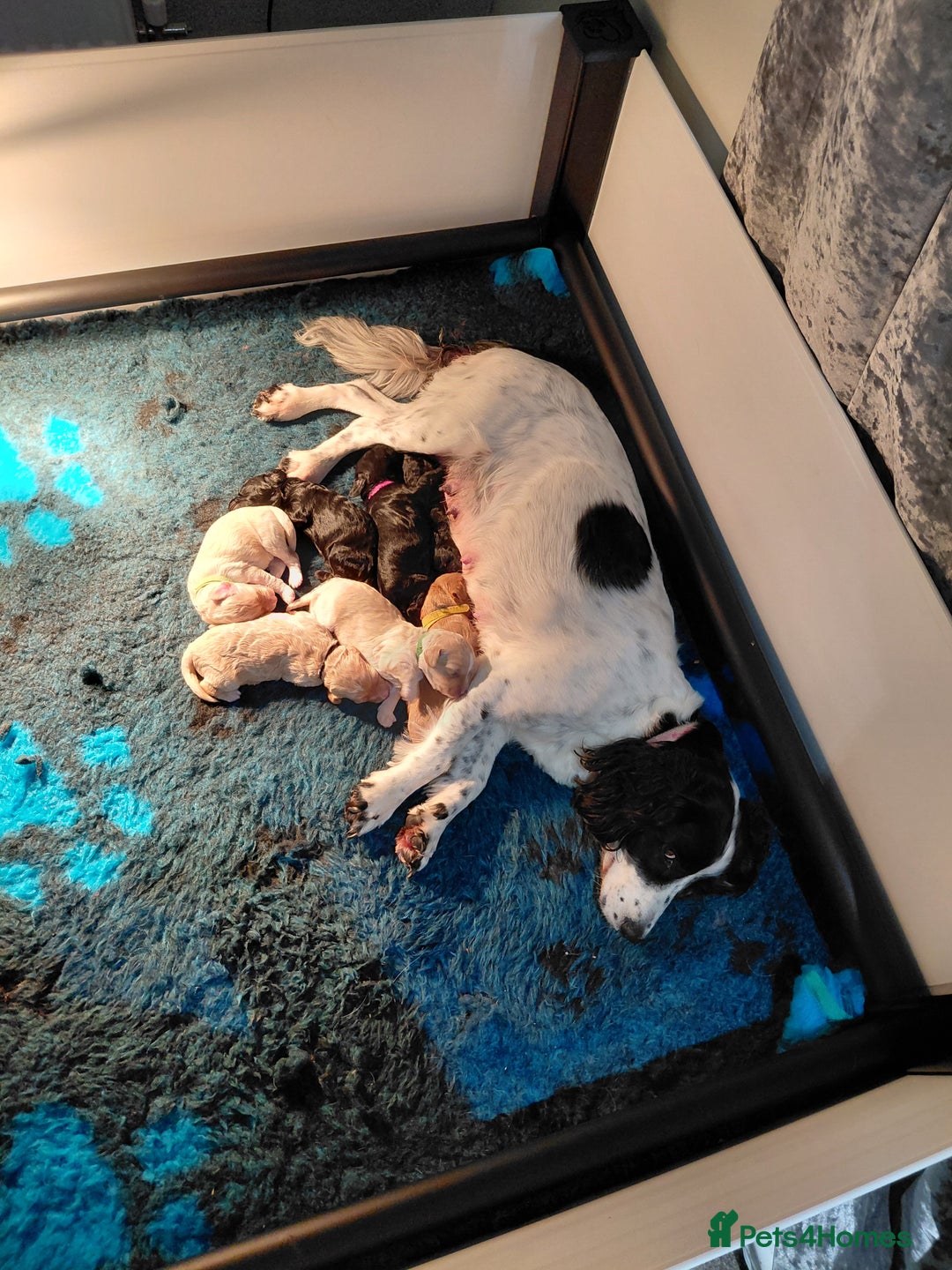 Mixed Breed dogs for sale: Sprockerpoos - Advert 1