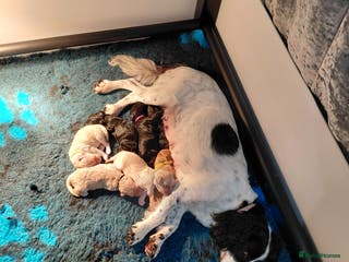 Mixed Breed dogs Sproodle - Advert 2