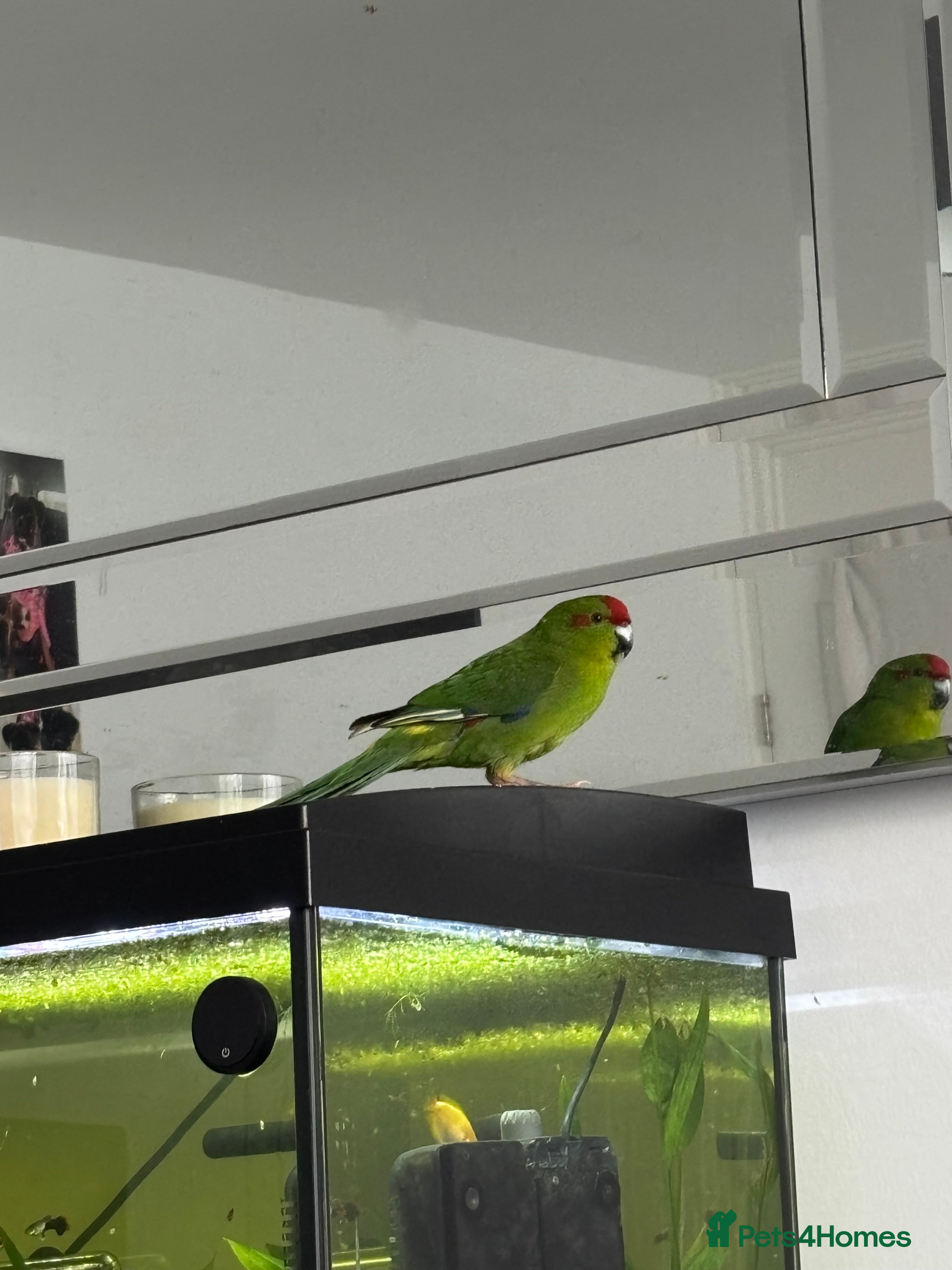 Parakeets birds Beautiful Kakariki Male - Advert 4