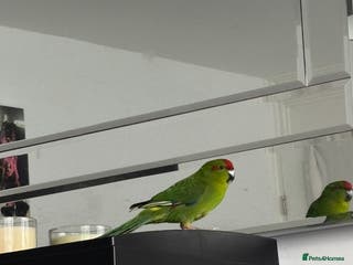 Parakeets birds Beautiful Kakariki Male - Advert 11