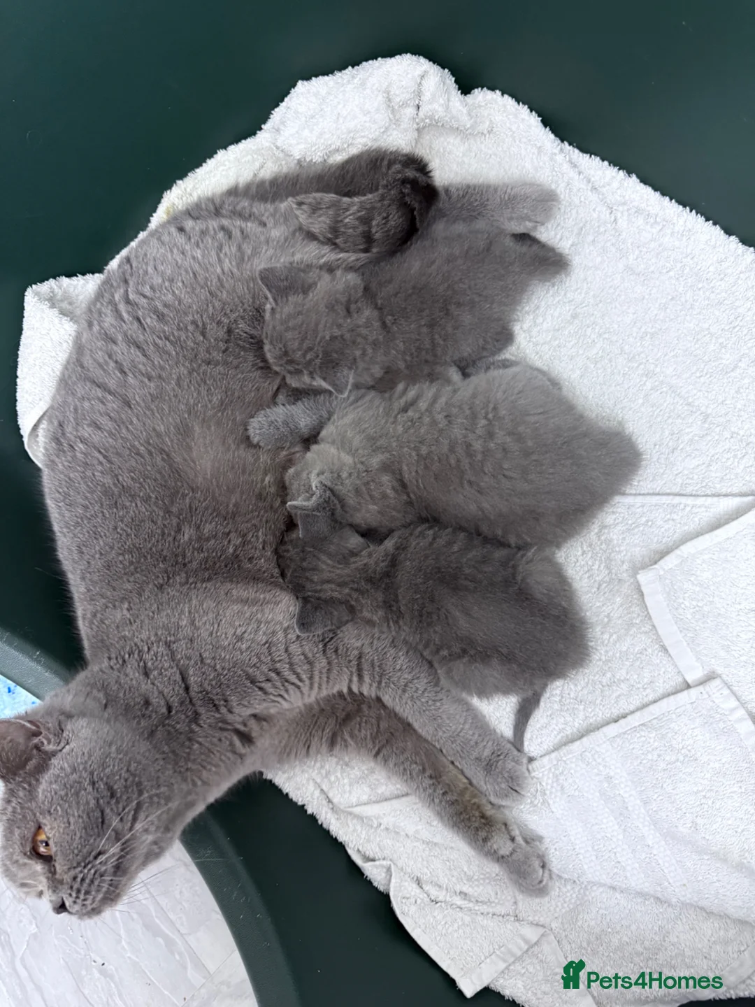 British Shorthair cats for sale: British Shorthair Kittens - Advert 5