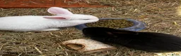 English Lop rabbits for sale: Beautiful black and white bunnies  - Advert 8
