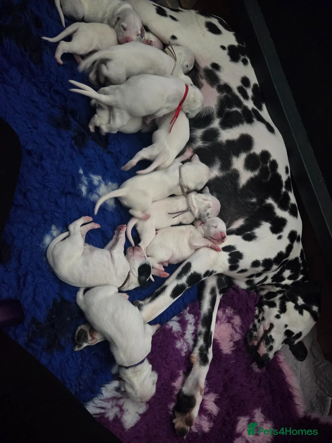 Dalmatian dogs for sale: Stunning Pure Dalmation Puppies  - Advert 5